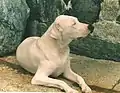 Dogo argentino