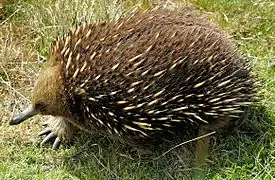 Nokkasiili (Tachyglossus aculeatus)