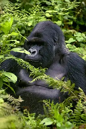 Vuorigorilla (Gorilla beringei beringei)