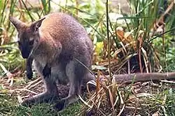 Punakaulakenguru (Macropus rufogriseus)