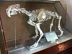 Smilodon populatorin luuranko argentiinalaisessa museossa.