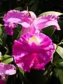 sobralia Sobralia macrantha