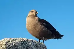 Etelämantereenkihu Terra Novan lahdella.