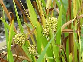 Haarapalpakko (Sparganium erectum)