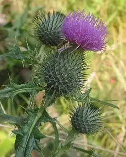 Piikkiohdake (Cirsium vulgare)