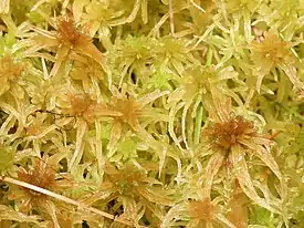 Rämerahkasammal (Sphagnum angustifolium)