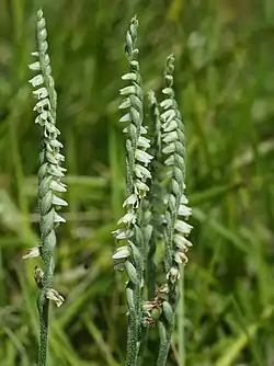 Syyskierrevilkan (Spiranthes spiralis) spiraalimaisia tähkäkukintoja.