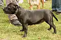 Staffordshirenbullterrieri