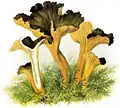 Cantharellus lutescens - kosteikkovahvero