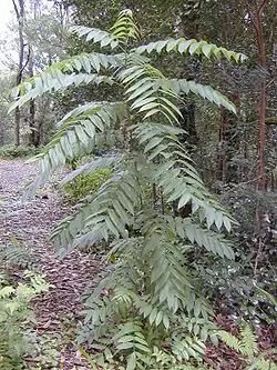 Jaavantoonapuu (Toona ciliata)