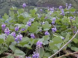 Purppurakudzu (Pueraria montana var. lobata)