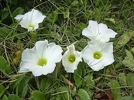 Ipomoea imperati