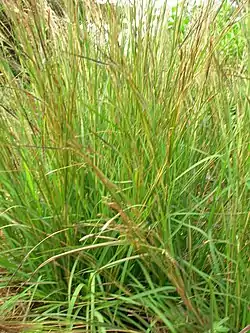 Kierrevihnelatva (Heteropogon contortus)