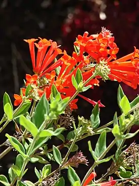 Bouvardia ternifolia