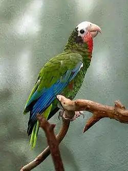 Kuubanamatsoni (Amazona leucocephala)