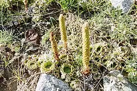 Orostachys.