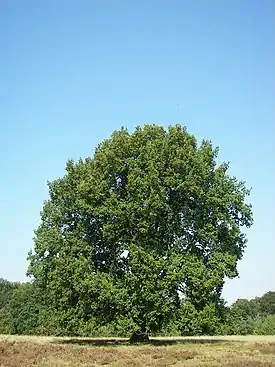 Metsätammi (Quercus robur)