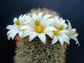 Mammillaria hutchisoniana -syyläkaktus.