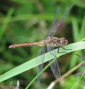 Naaraspuolinen verikorento (Sympetrum sanguineum)