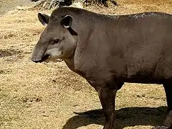 Amerikantapiiri (Tapirus terrestris)