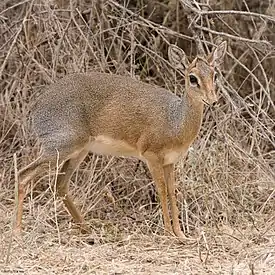 Kirkindikdikantilooppi (Madoqua kirkii)