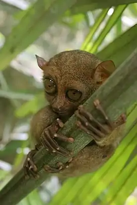 Filippiinienkummituseläin (Tarsius syrichta)