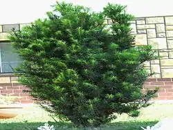 Euroopanmarjakuusi (Taxus baccata)