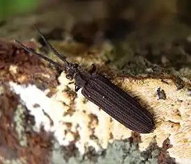 Cupedidae-heimoon kuuluva Tenomerga mucida naaras