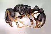 Tribus Tetramoriini: Nummimuurahainen, Tetramorium caespitum