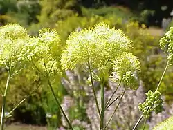 Keltaängelmä (Thalictrum flavum)