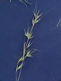 Savannitöyhtöheinä (Themeda triandra)