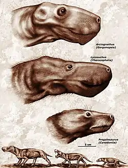 Arctognathus, Lycosuchus ja Progalesaurus. Progalesaurus on alimmaisena