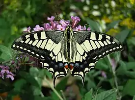 Ritariperhonen (Papilio machaon)