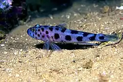 Pantteritokko (Thorogobius ephippiatus)