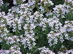 Timjamin (Thymus vulgaris) kukkia.