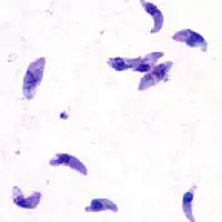 Toxoplasma-itiöeläimiä