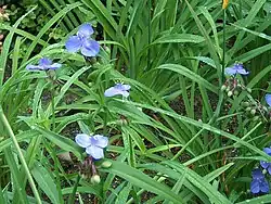 Tarhajuoru (Tradescantia virginiana)