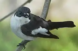 Kirjosieppo (Ficedula hypoleuca)