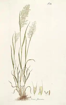 Keltakaurake eli keltakaurakko eli keltakaura(Trisetum flavescens)