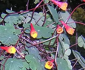 Mukulaköynnöskrassin (Tropaeolum tuberosum) lehtiä ja kukkia.