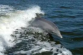 Pullokuonodelfiini (Tursiops truncatus)