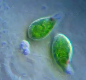 Euglena-silmälevä.