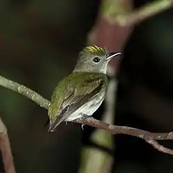 Kääpiötanssija (Tyranneutes virescens)