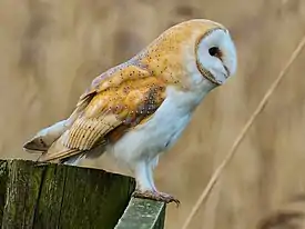 Tornipöllö (Tyto alba)