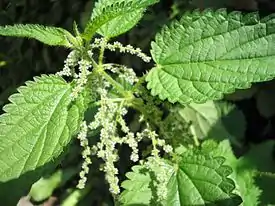 Isonokkosen eli nokkosen (Urtica dioica) kukintoja.