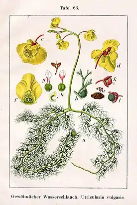 Isovesiherne (Utricularia vulgaris)