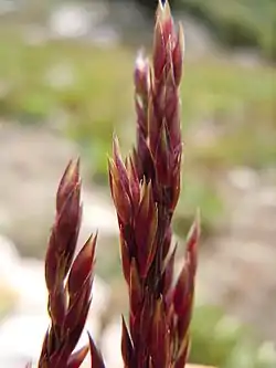 Lapinlauha (Vahlodea atropurpurea)