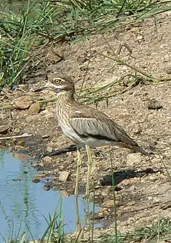 Rantapaksujalka (Burhinus vermiculatus)