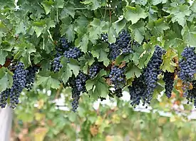 Aitoviiniköynnös (Vitis vinifera)