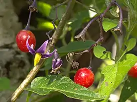 Punakoiso (Solanum dulcamara)